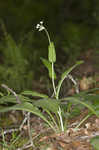 Wild comfrey